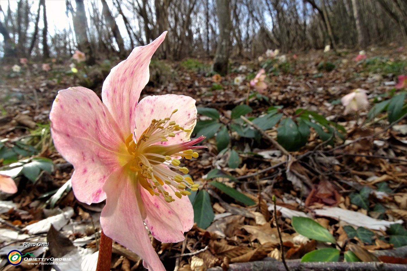 42 Ellebori in fiore coloratissimi.JPG